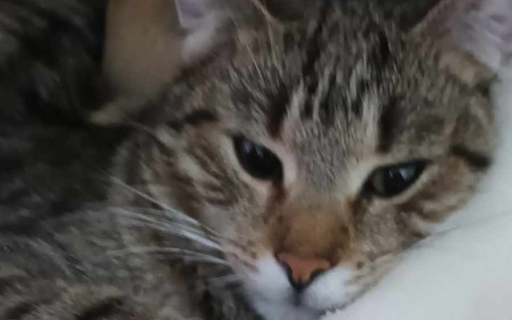 Zbiórka Chudy lek na zapalenie otrzewnej - zdjęcie główne