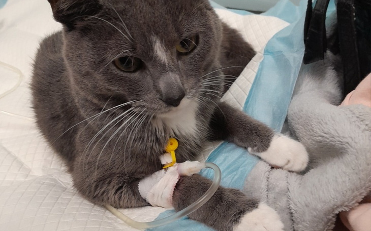 Zbiórka Na leczenie Piorunka - zdjęcie główne