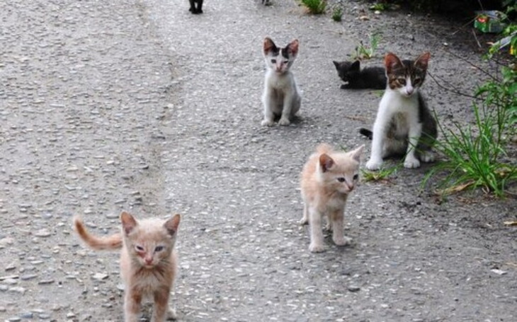 Zbiórka Pomóżmy im się nie urodzić - zdjęcie główne
