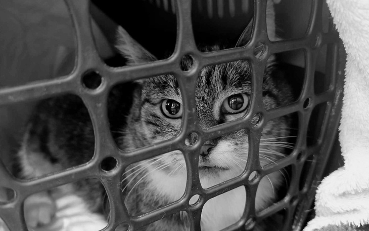 Kot patrzący przez kratkę transportera.