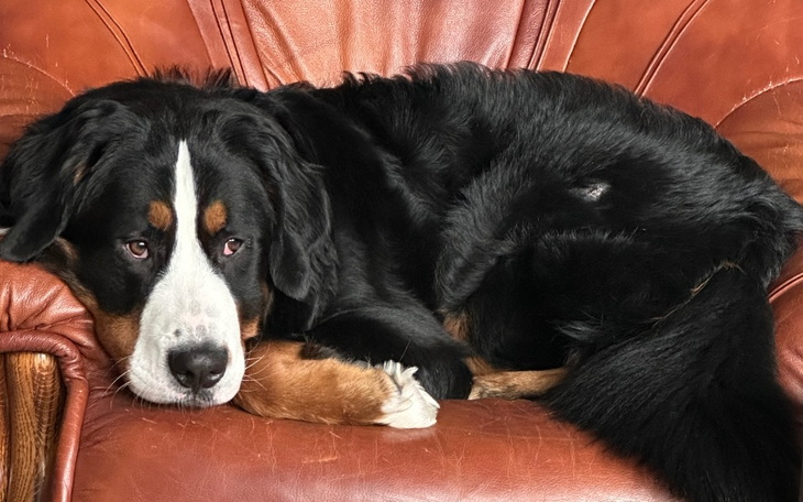 Zbiórka Lepsze życie Lokiego - zdjęcie główne