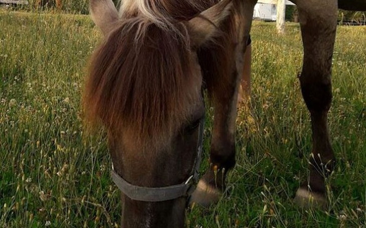 Zbiórka MAZIBA - koń rehabilitant - zdjęcie główne