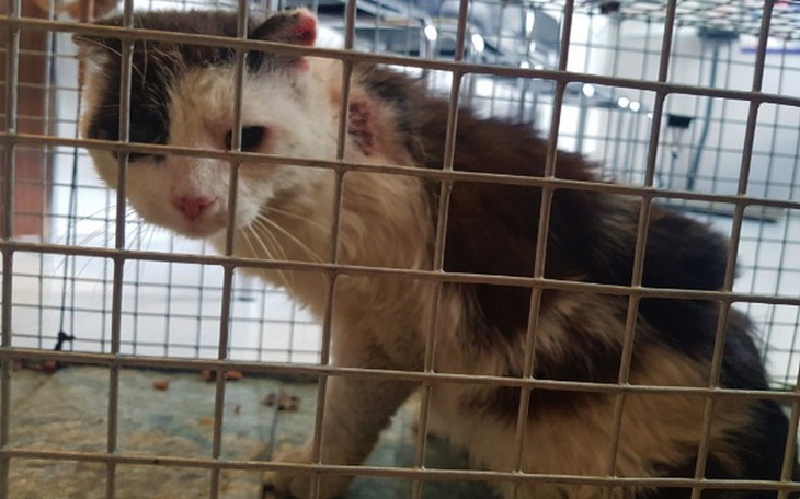 Zbiórka Trotek - zdjęcie główne