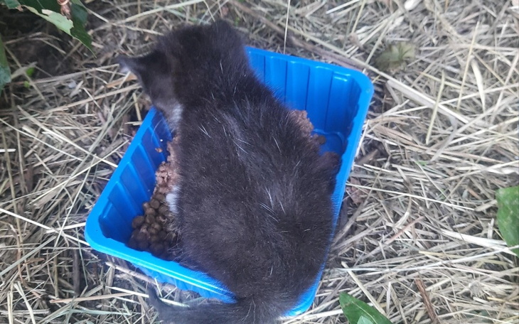 Zbiórka Sterylizacja bezdomnośc zabija - zdjęcie główne