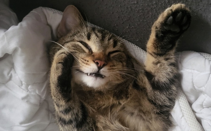 Zbiórka Zbiórka na operację łapki - Kiki - zdjęcie główne