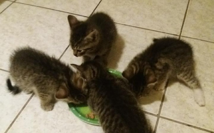 Zbiórka Nakarm z nami kociaka. - zdjęcie główne