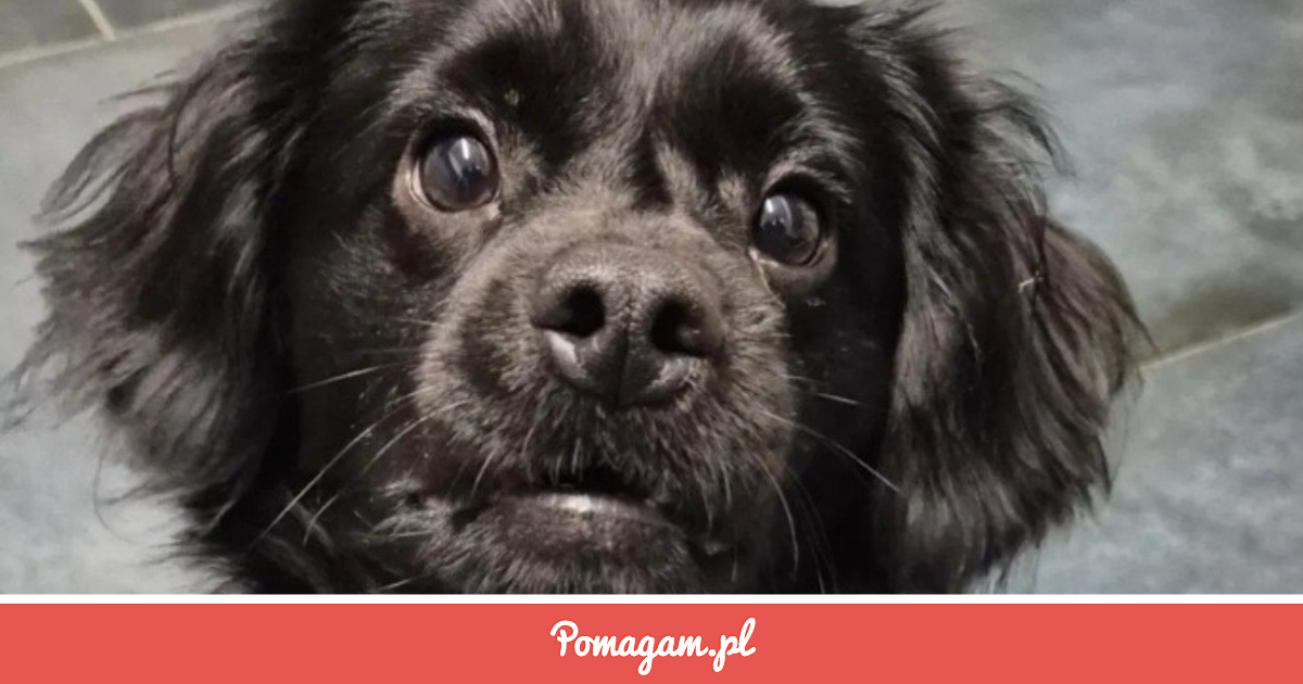 Pomuz Zrzutka na Pomóż Uratować Mojego Pieska🐾 ️ - Natalia Skowron | Pomagam.pl