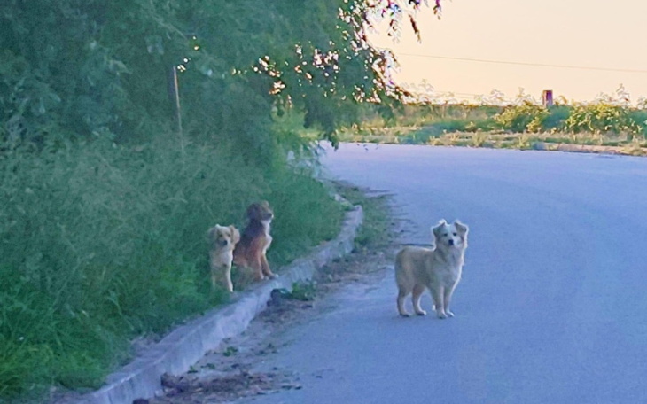Zbiórka Odłowienie dzikich psów - zdjęcie główne