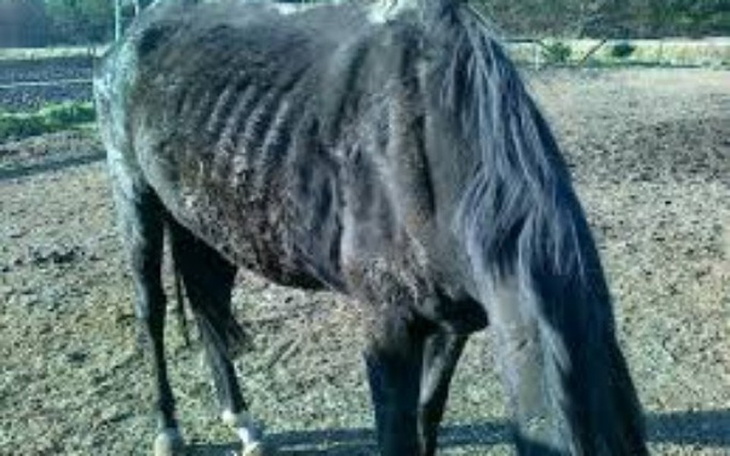 Zbiórka Pomagam bo jestem Świadom - zdjęcie główne