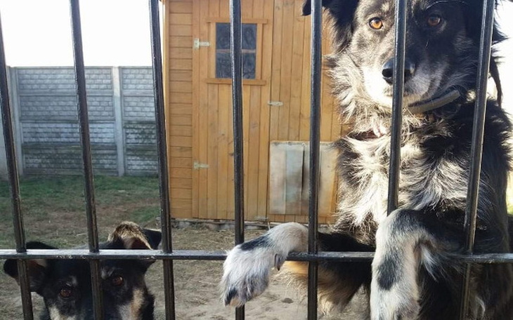 Zbiórka Rachunki za dom zwierząt - zdjęcie główne