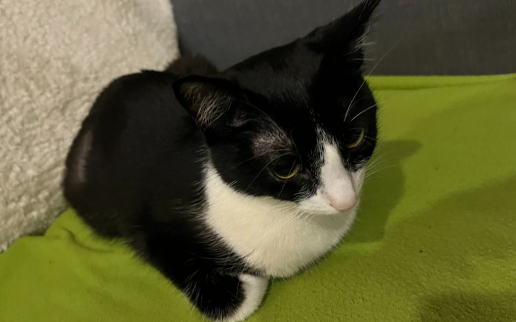 Zbiórka Walka o życie Naan - zdjęcie główne