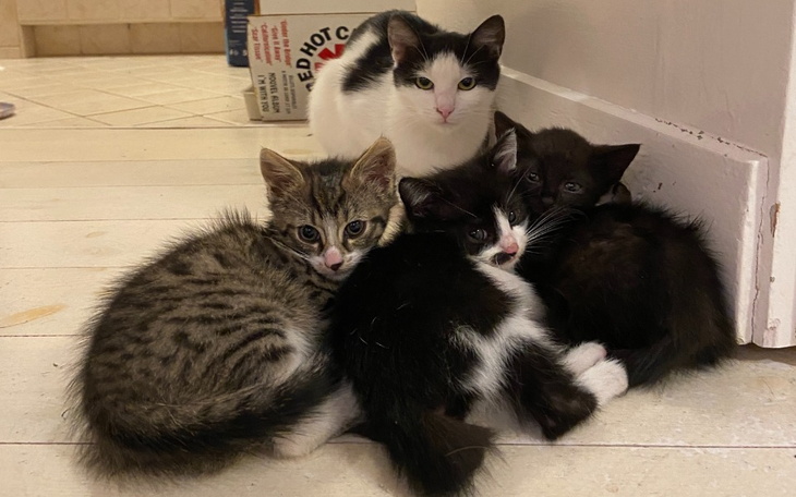 Zbiórka kociaki fileciaki - zdjęcie główne