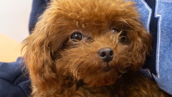 Zbiórka Tomograf dla Ani - miniaturka zdjęcia