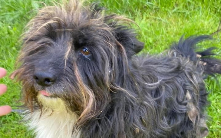 Zbiórka Transport wet - zagrożony Sobole - zdjęcie główne