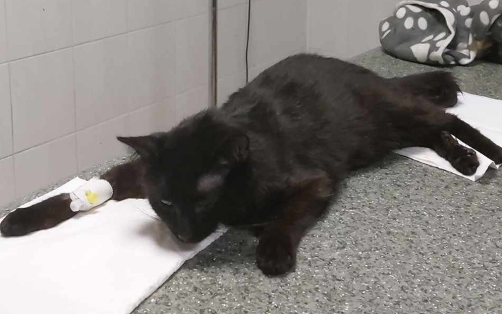 Zbiórka Ratunek lek dla kota Batmana - zdjęcie główne