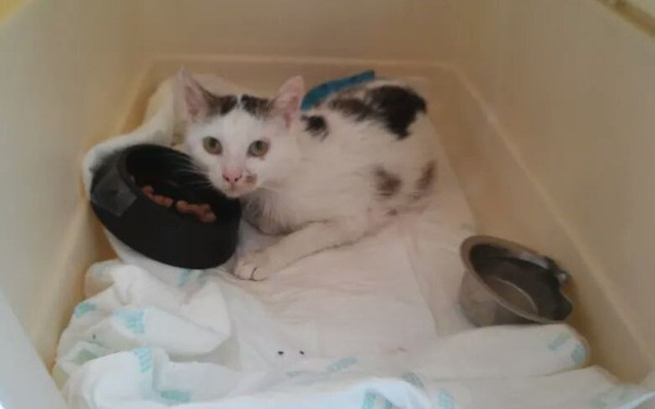 Zbiórka Kot uratowany po wypadku - zdjęcie główne