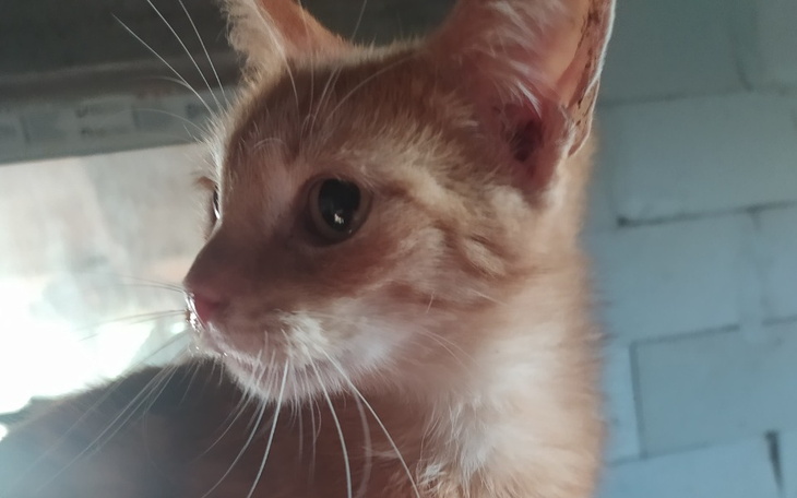 Zbiórka Nie chcę umierać - zdjęcie główne