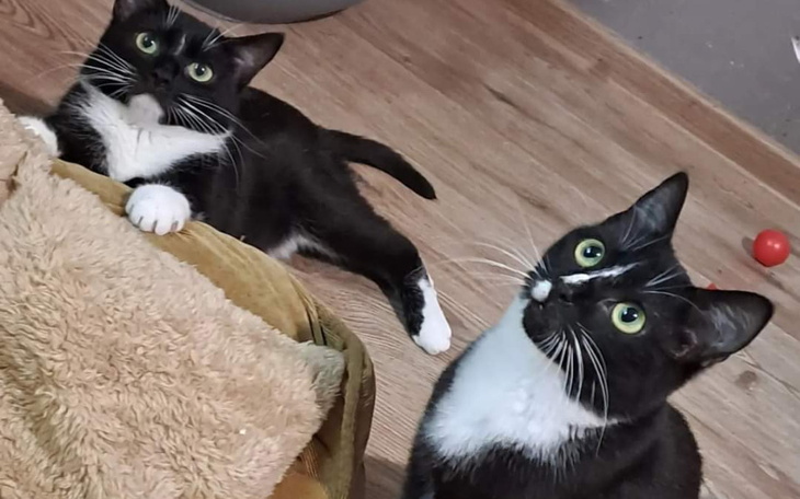 Dwa czarno-białe koty patrzące w górę.