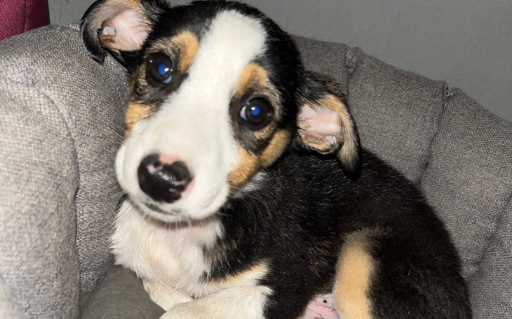 Zbiórka Parwo po raz kolejny.. - zdjęcie główne