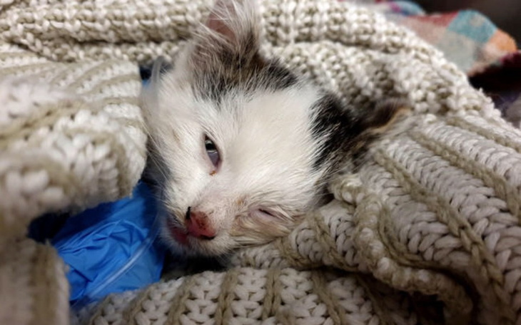 Zbiórka Pomocy mój kotek powoli umiera - zdjęcie główne