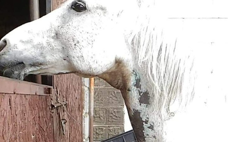 Zbiórka Liza ma nowotwór - zdjęcie główne