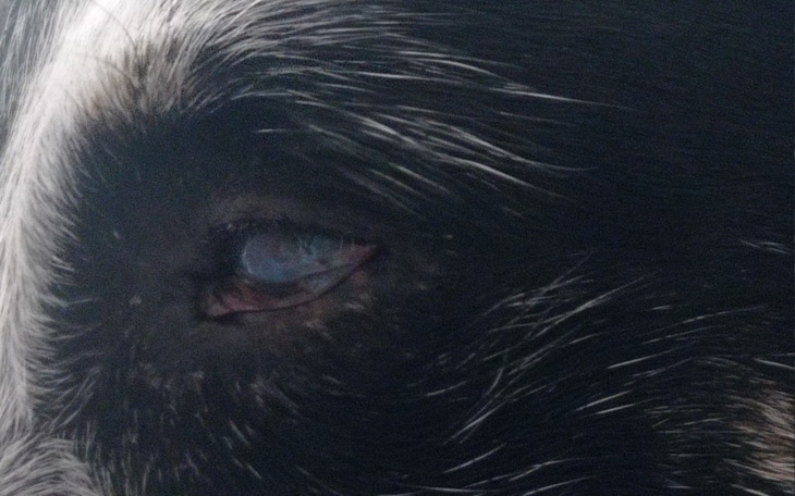 Zbiórka Leczenie oczek - zdjęcie główne