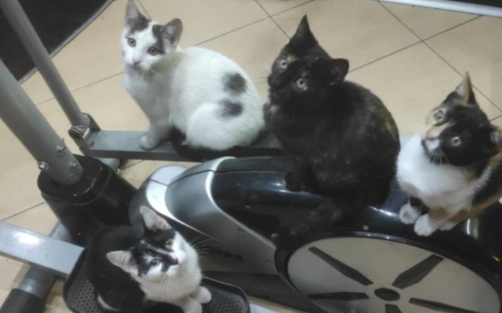 Zbiórka Karma dla przygarniętych kotów.. - zdjęcie główne