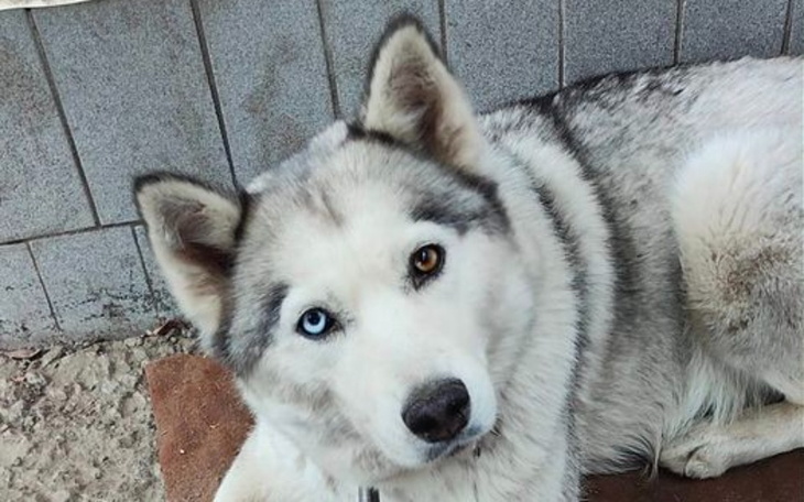 Zbiórka Suczki z Nikopola - zdjęcie główne