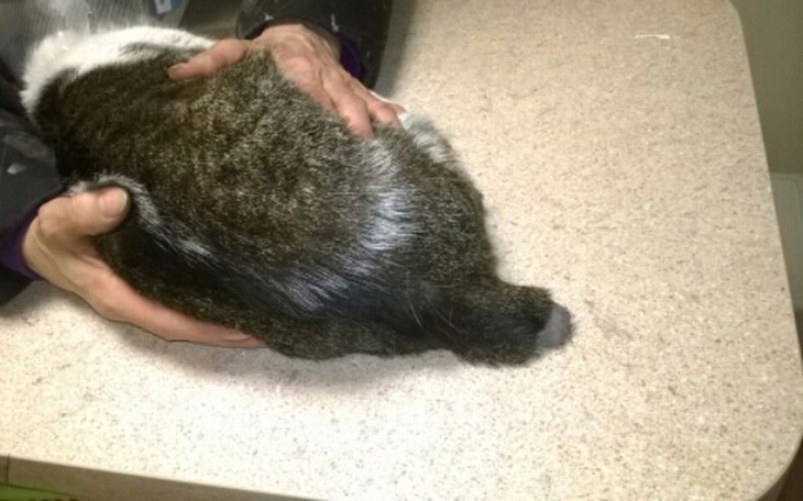 Zbiórka Urwany ogon-człowiek to potwór - zdjęcie główne