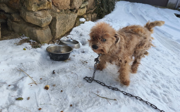 Pies na łańcuchu, w zimowym otoczeniu ze śniegiem.