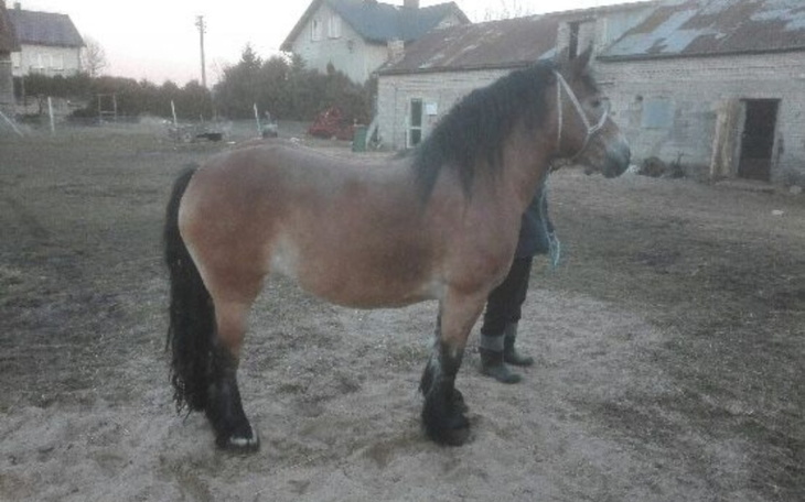 Zbiórka Nic nie warte zwierzę... - zdjęcie główne