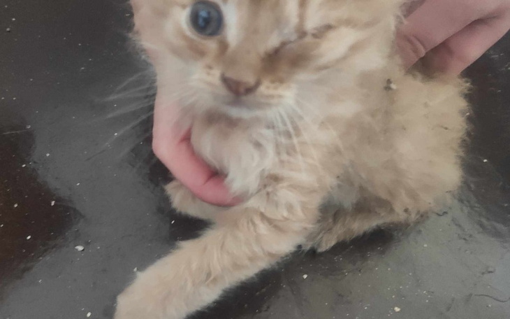 Zbiórka Walka o wzrok Rysi - zdjęcie główne