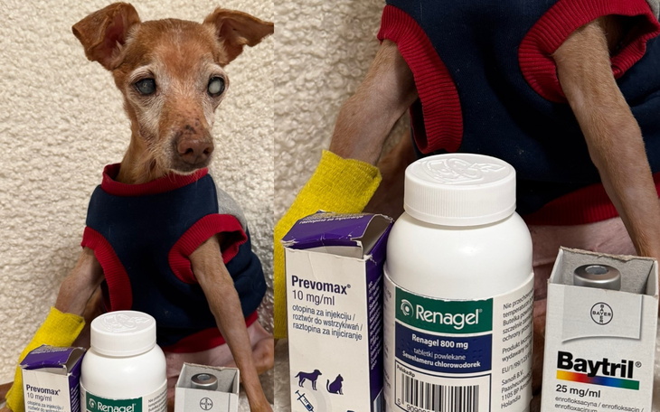 Psy z lekami, przygotowane do leczenia.