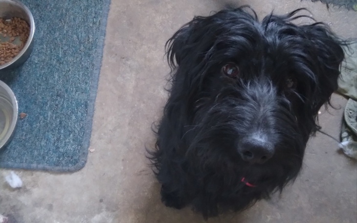 Zbiórka Budrysek panicznie się boi - zdjęcie główne