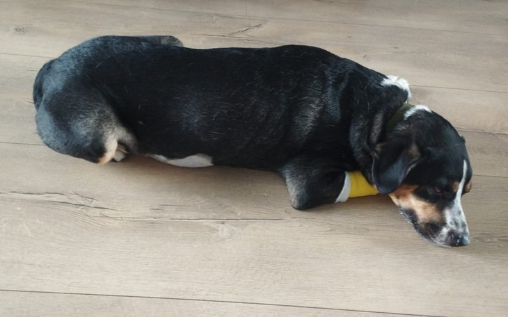 Pies leżący na podłodze z opatrunkiem na łapie.