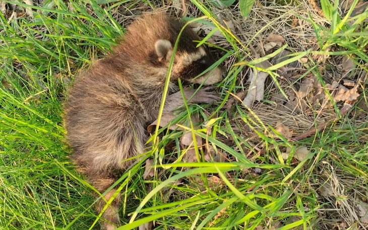 Borsuk leżący w trawie, otoczony zielonymi liśćmi.