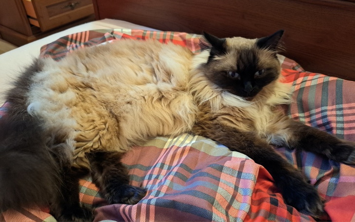 Zbiórka Pomoc na zakup lekarstwa - zdjęcie główne