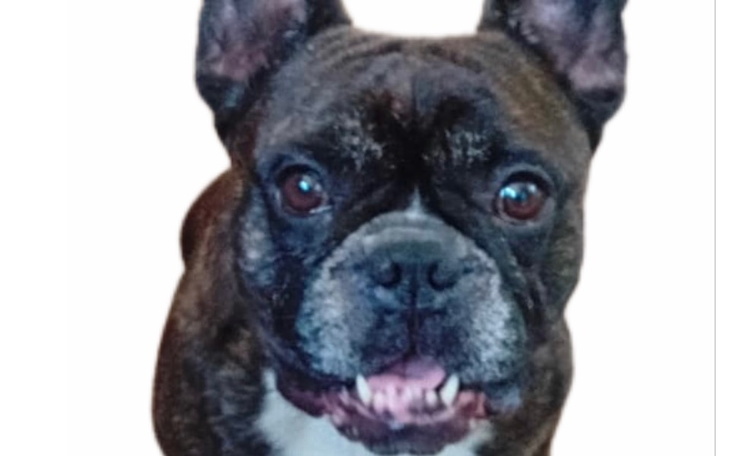 Zbiórka Tajson prosi o kastrację - zdjęcie główne