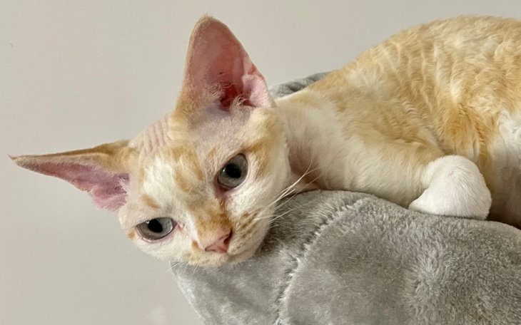 Zbiórka Figo prosi o życie - zdjęcie główne