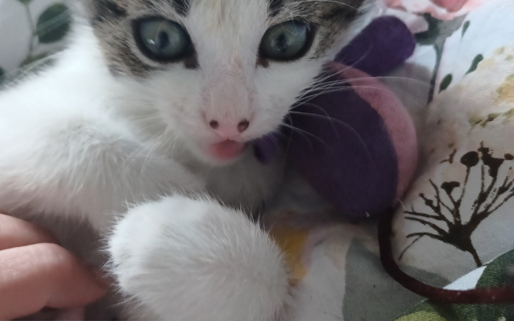 Zbiórka Uratujmy łapki kociaka - zdjęcie główne