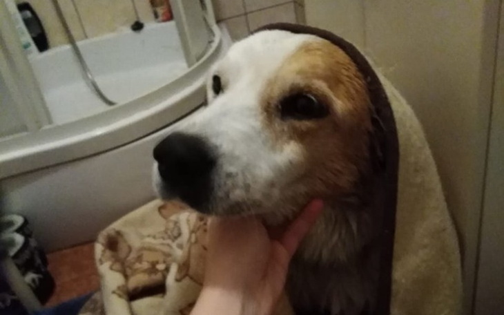 Zbiórka Na utrzymanie Borka, szuka domu - zdjęcie główne