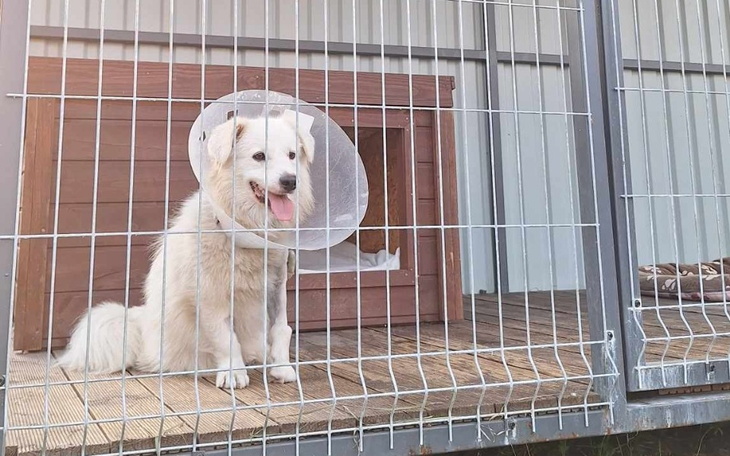 Zbiórka Transport Misia do Wrocławia - zdjęcie główne