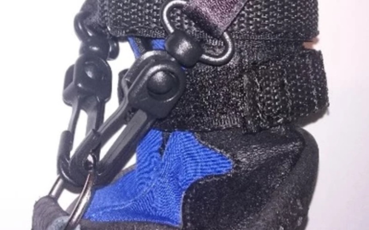 Zbiórka Lapka Starego Psa - zdjęcie główne