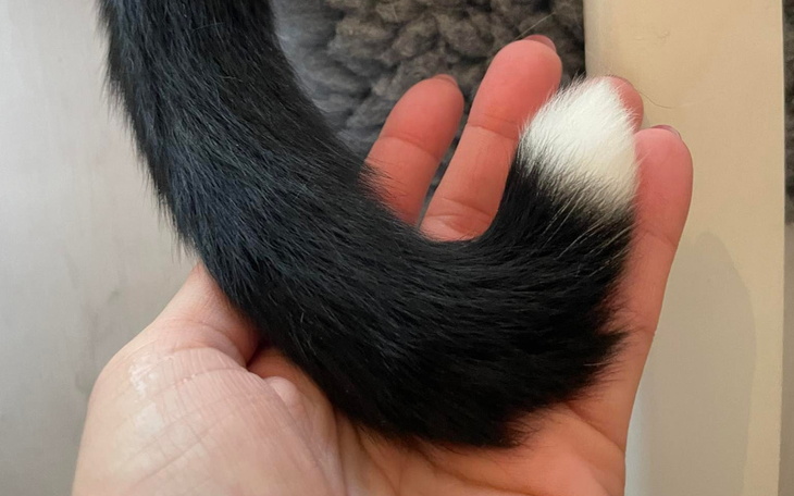 Zbiórka Diagnostyka Smokea - zdjęcie główne