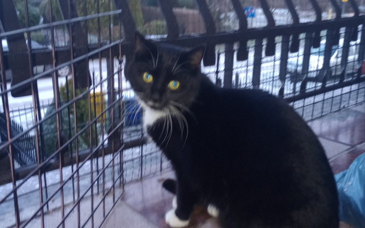 Zbiórka Nakarmić kota - zdjęcie główne