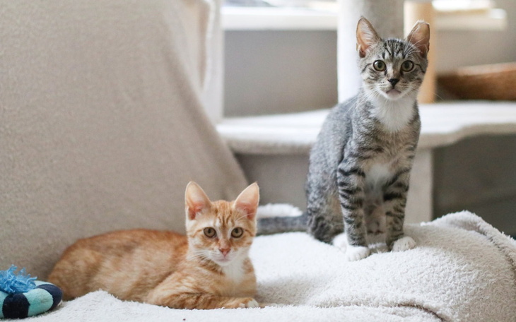 Dwa koty siedzące na białym kocyku.