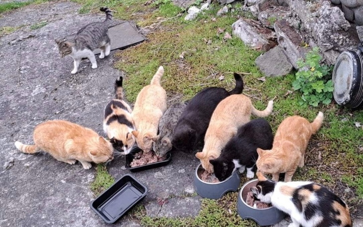 Zbiórka Zima dla kociaków - zdjęcie główne