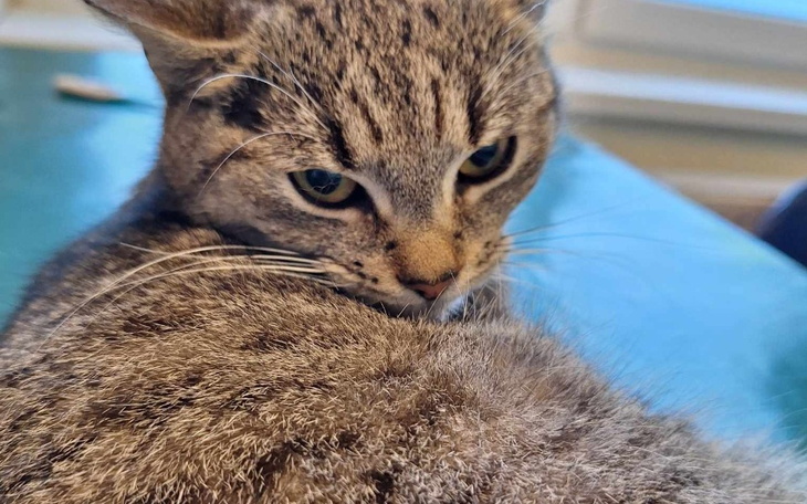 Kot leżący na stole, z wyrazem ciekawości.