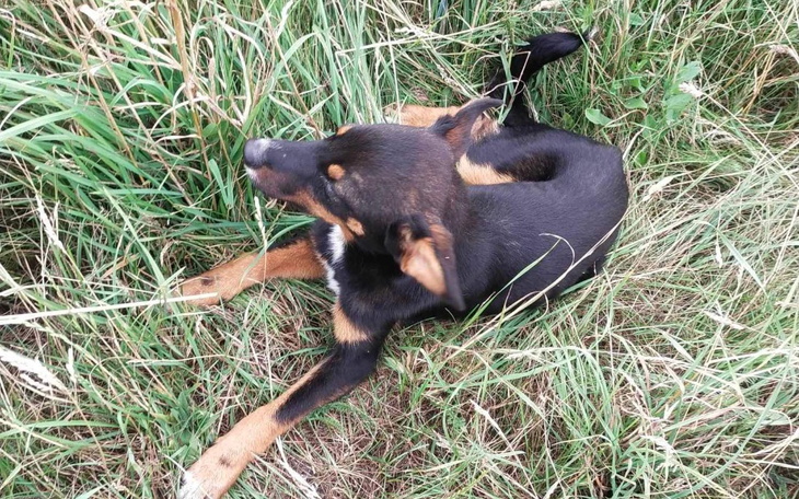 Zbiórka Porzucona sunia i jej marny los - zdjęcie główne