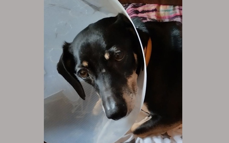 Pies w kołnierzu ochronnym, leżący na łóżku, wygląda na zmartwionego.